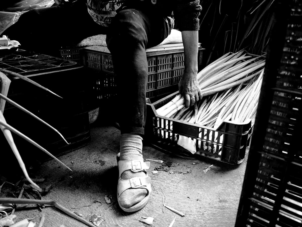 Worker in sandals organizing crates of green onions.