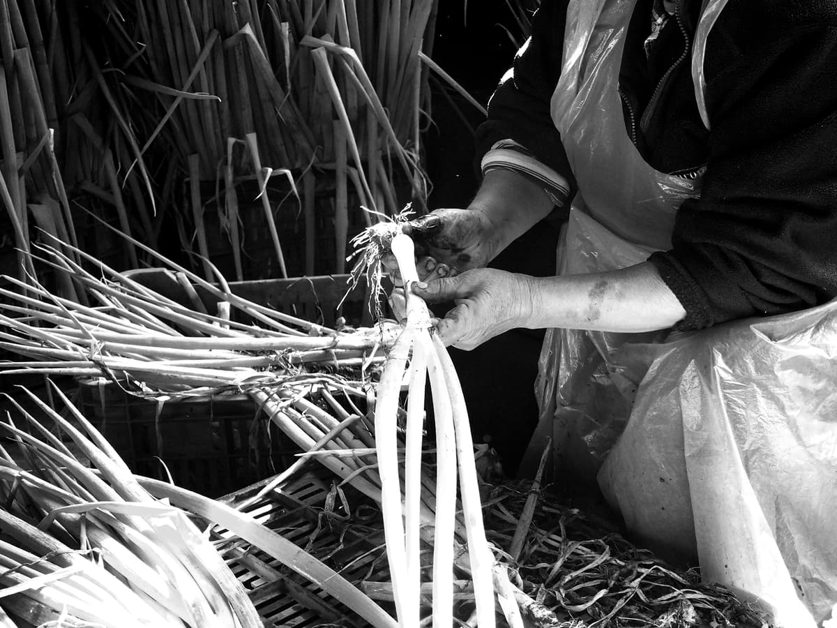 Hands holding a bunch of cleaned white onions.