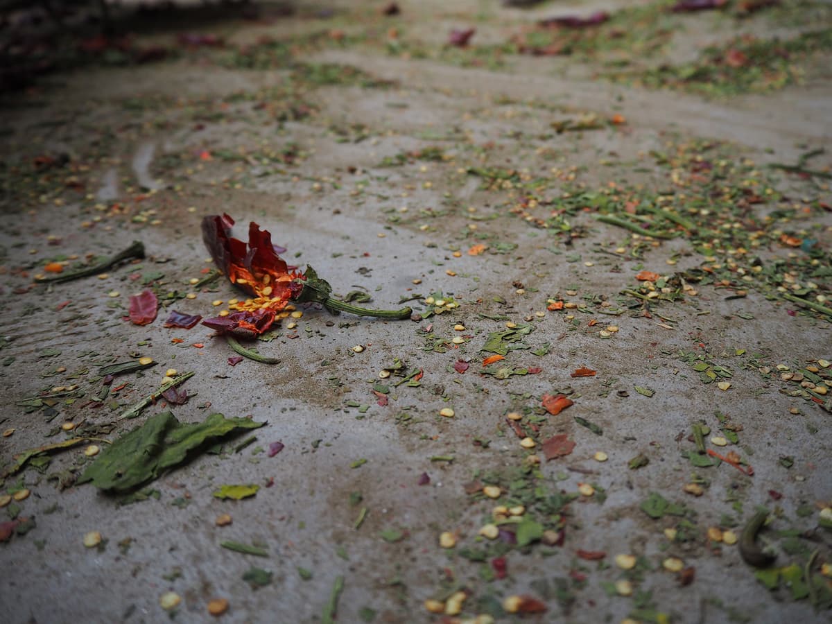 Broken dried red pepper and seeds on concrete floor.