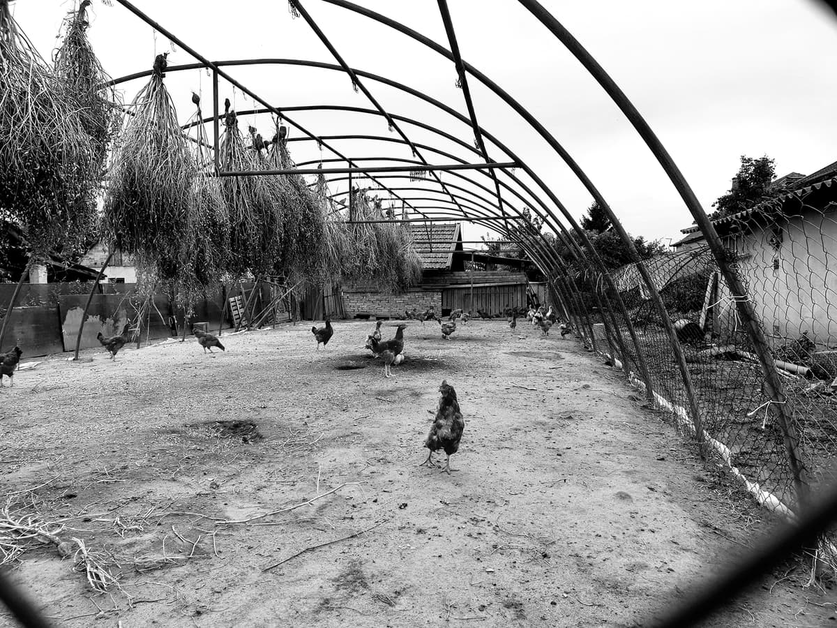 Chickens roaming beneath hanging crops in a greenhouse frame.