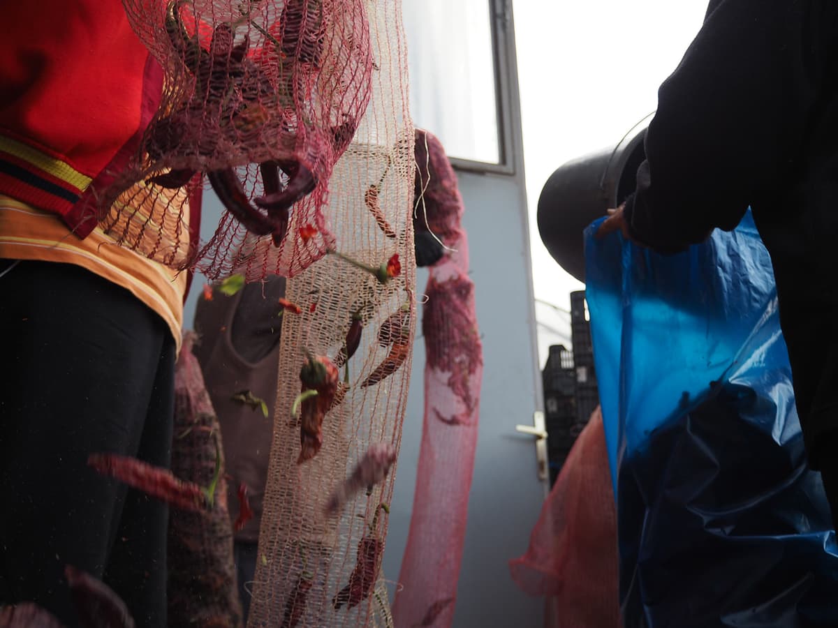 Pouring dried peppers into blue collection sacks