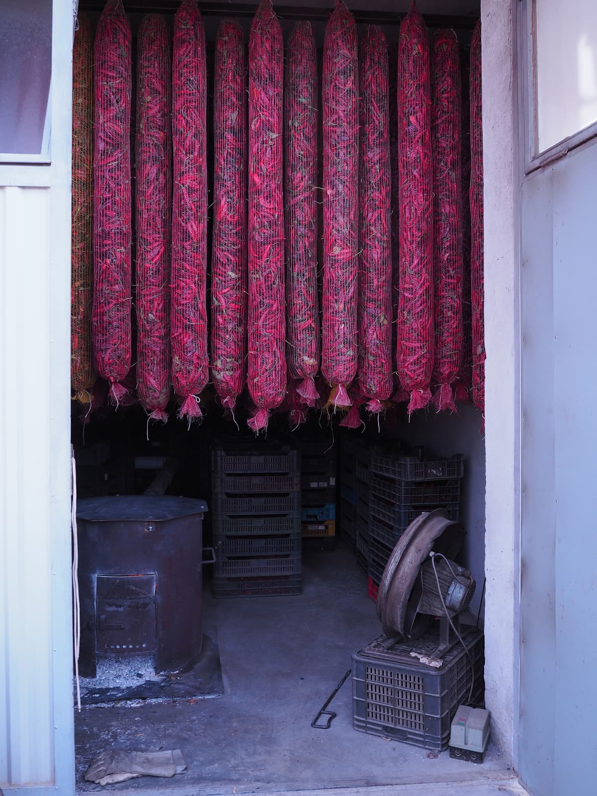 Rows of red peppers hanging in a drying room.